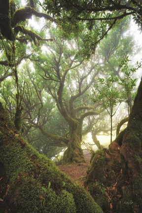 Framed Tree Love Print