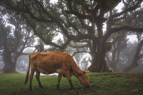 Framed Cow in the Fog Print
