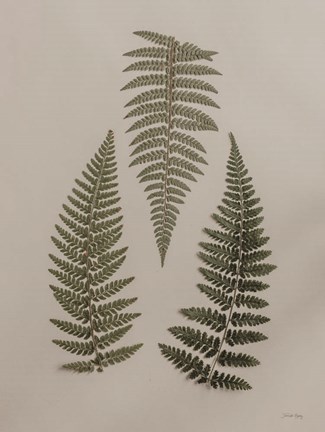 Framed Light Fern Study I Print