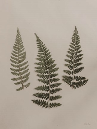 Framed Light Fern Study II Print