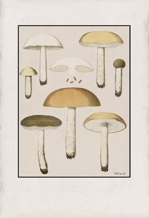 Framed Mushroom Study Print