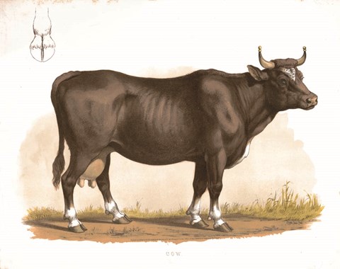 Framed Clarabelle Print