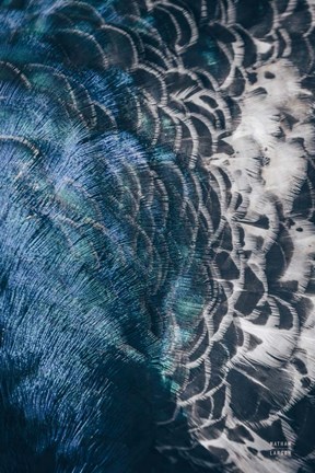 Framed Peacock Study II Print