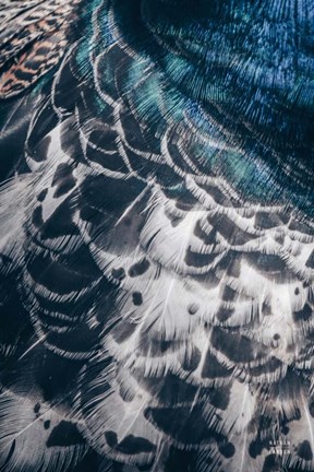 Framed Peacock Study I Print