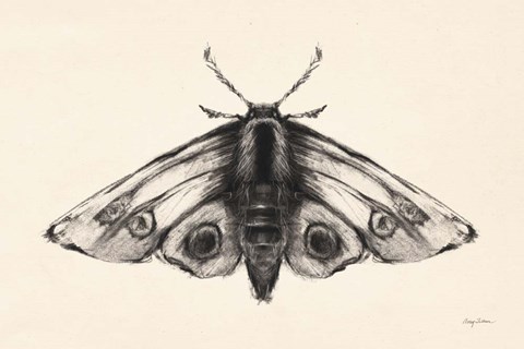 Framed Moth II Print