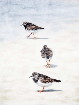 Framed Sandpiper Beach Print