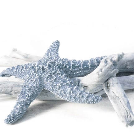 Framed Starfish Beach 4 V3 Print