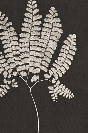 Framed Vintage Ferns IV Print