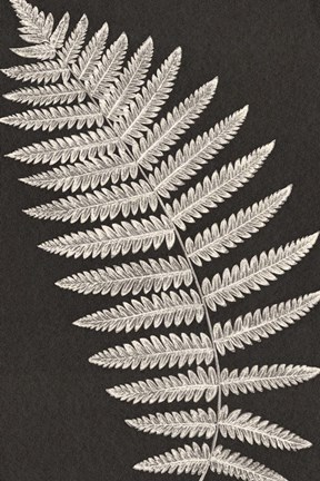 Framed Vintage Ferns VI Print