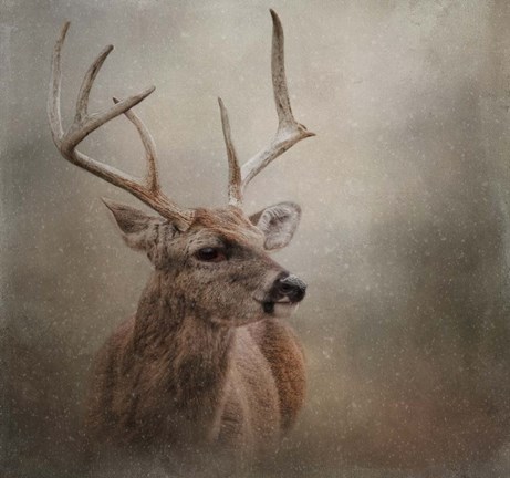 Framed Winter Messenger Print