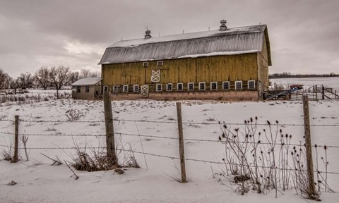 Framed Old Yeller Print
