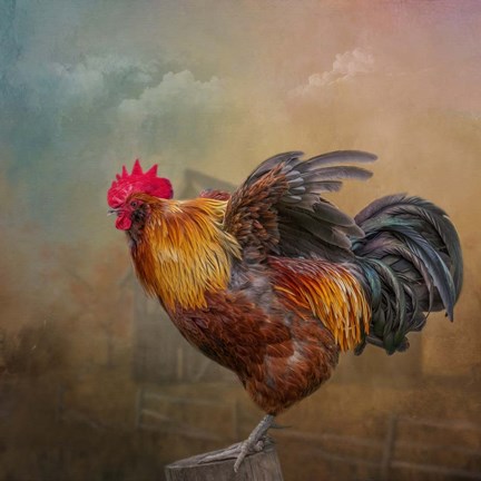 Framed Barny and Boss Print