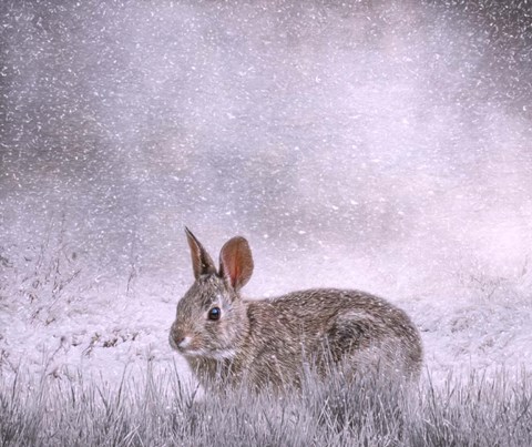 Framed Snow Hopper Print