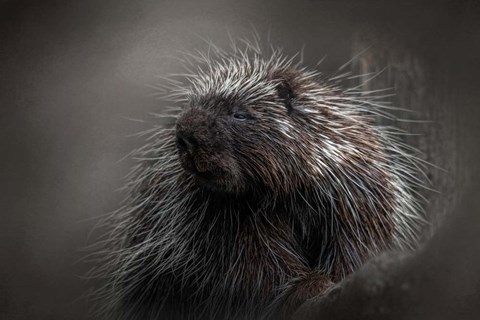 Framed Prickly Print