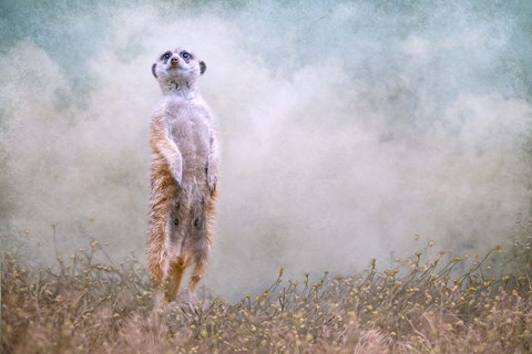 Framed Sky&#39;s the Limit Print