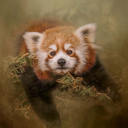 Framed Hanging Out Print