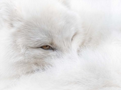 Framed White on White Print