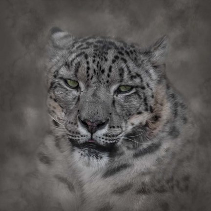 Framed Cold Stare Print