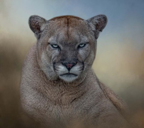 Framed Not Amused Print