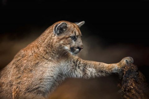 Framed Attentive Observer Print