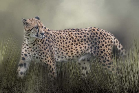 Framed Look Back Print