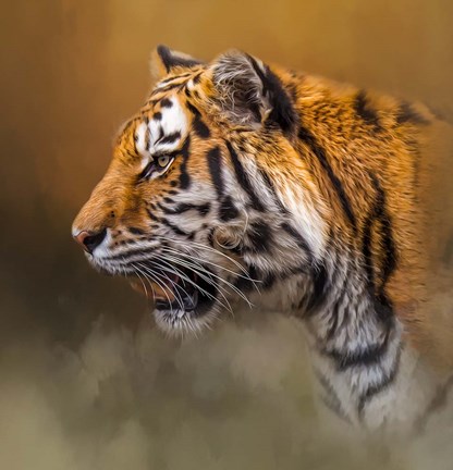 Framed Watchful Stare Print