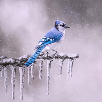 Framed Cold Feet Print