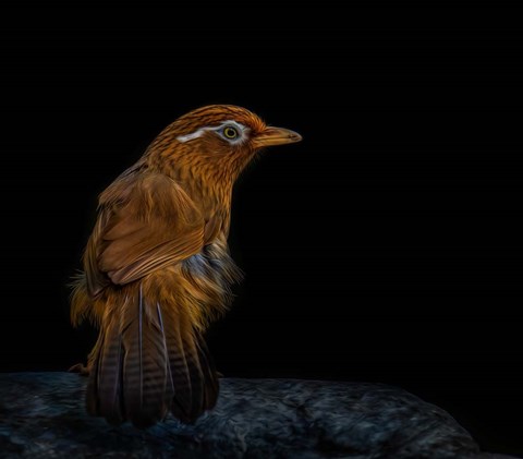 Framed Painted Eyebrow Print