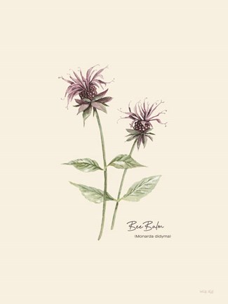 Framed Bee Balm Print