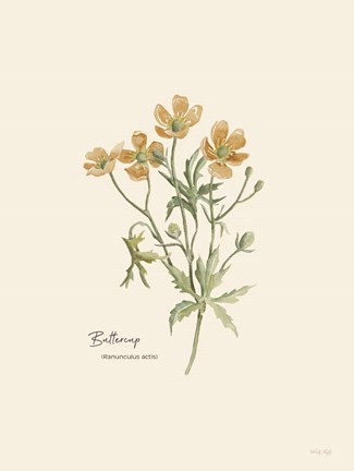Framed Buttercup Print