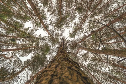 Framed Look Up Print