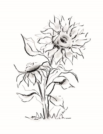 Framed Sunflower Charcoal Sketch Print