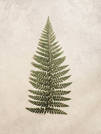 Framed Vintage Fern II Print