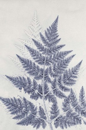 Framed Chevril 1 Print