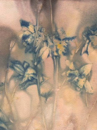 Framed Columbine 1 Blue Print