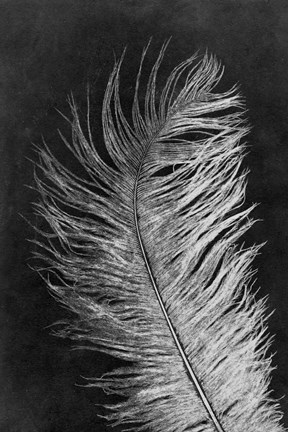 Framed Feather 3 Dark Print
