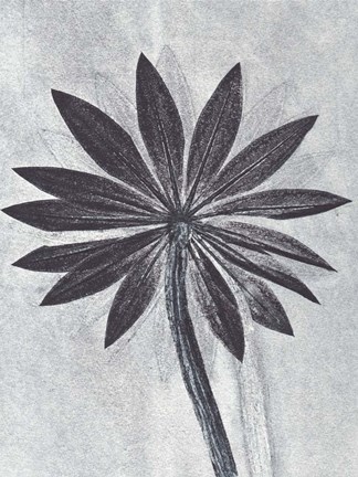 Framed Lupine Smoke Print