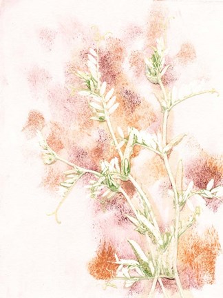 Framed Vicia 2 Multi Print