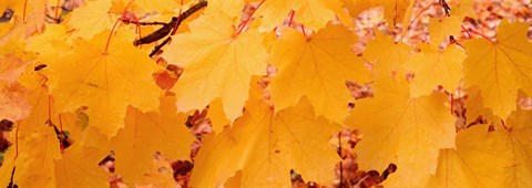 Framed Close-up of Maple Leaves on a tree Print