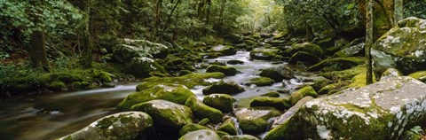 Framed River running through a forest, Tennessee Print