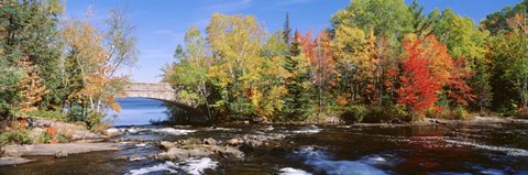 Framed Trees Near A River, Bog River, New York State Print