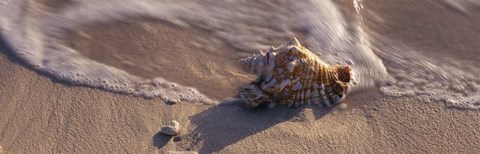 Framed Conch Shell on the beach, Cayman Islands Print