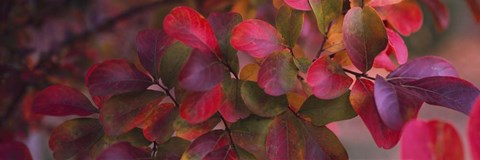 Framed Leaves on a Crepe Myrtle tree Print