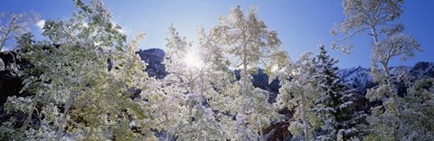 Framed Trees covered with snow, Maroon Bells, Aspen, Colorado Print