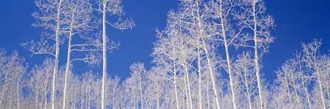 Framed Low angle view of American aspen trees in the forest Print