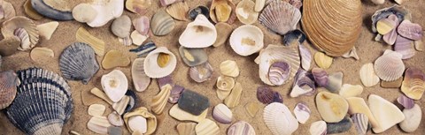 Framed High angle view of seashells Print