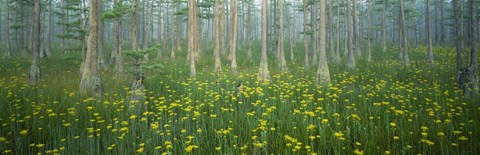 Framed Antioch Church Bay, North Carolina Print