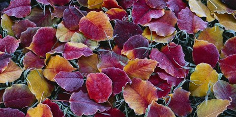 Framed Close-up of fallen leaves, Sacramento Print