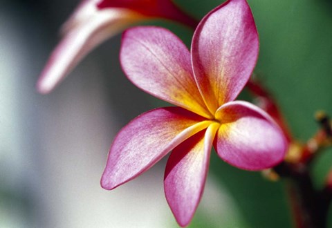 Framed Close-up of a frangipani flower Print