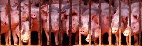 Framed Penned Pigs England Print